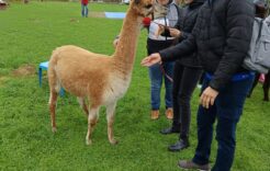 Wycieczka do "Przystani Alpaka" w Miedźnej