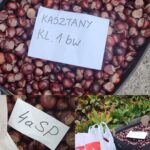 Zbiórka kasztanów i żołędzi dla żubrów