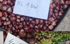 Zbiórka kasztanów i żołędzi dla żubrów